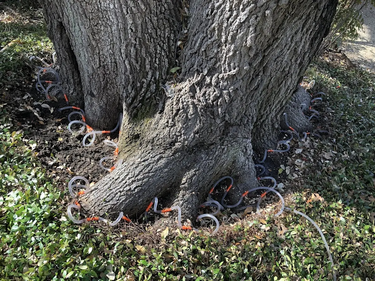 Detailed Tree Cabling and Bracing job site in Palm City