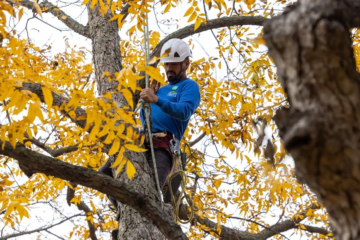 Skilled Tree Planing crew working in Palm City