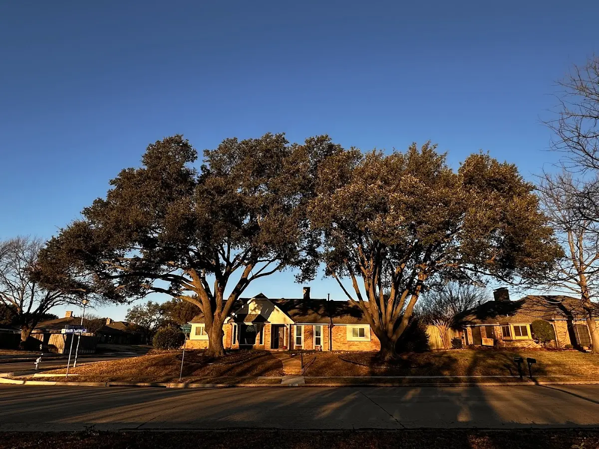 Established residential canopy tree shading a home in Palm City
